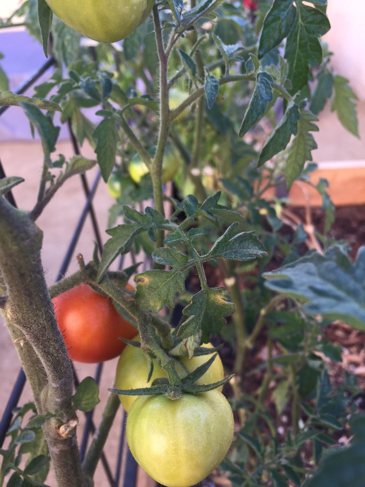 growing tomato plants in raised garden beds Those Someday Goals