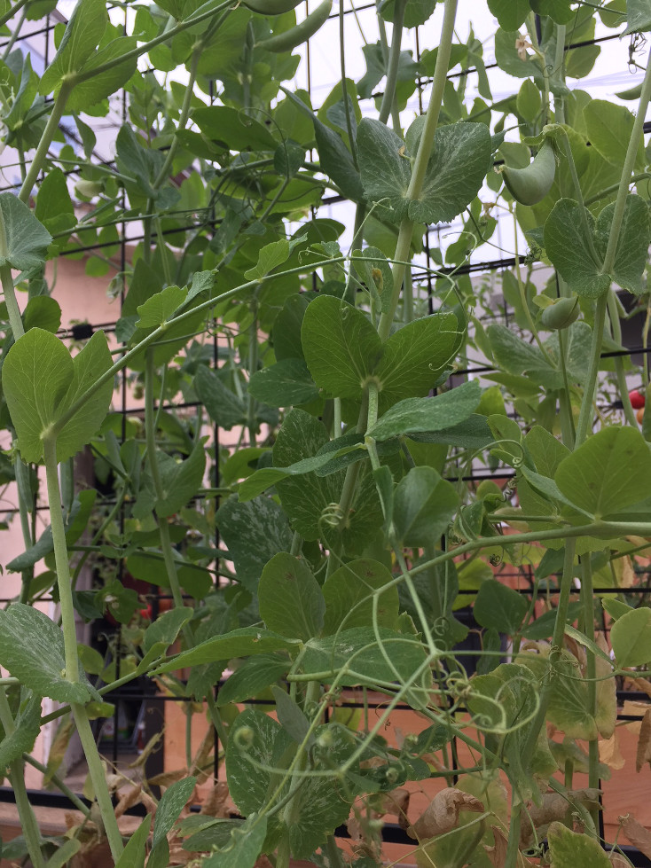 Sugar Snap Peas 3 months container gardening those someday goals