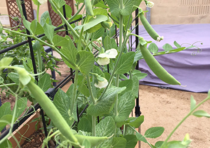 Sugar Snap Peas Growing Container Gardens Those Someday Goals