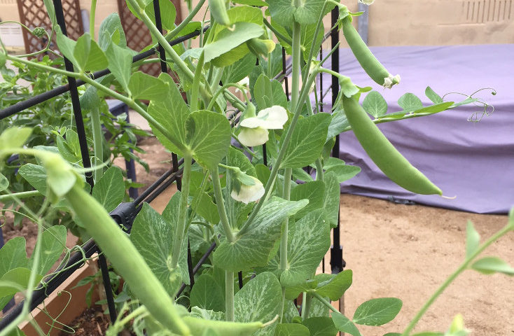 Sugar Snap Peas Growing Container Gardens Those Someday Goals