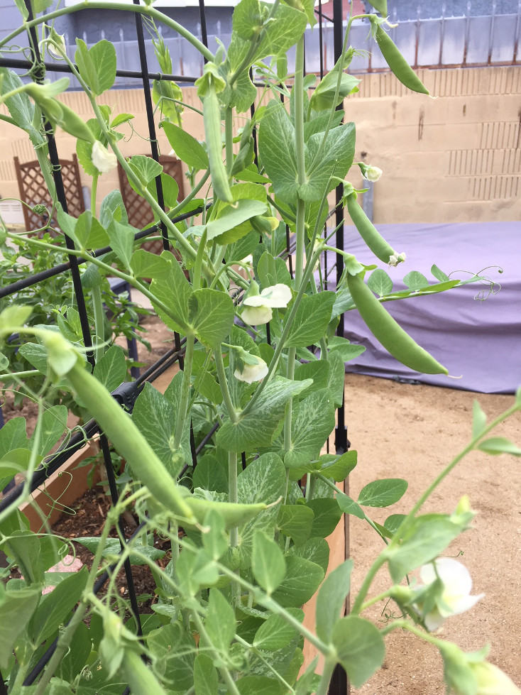 Sugar Snap Peas Growing Container Gardens Those Someday Goals