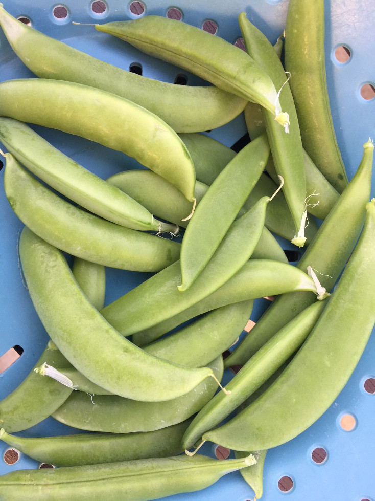 Sugar Snap Peas 1st Harvest Container Gardening Those Someday Goals