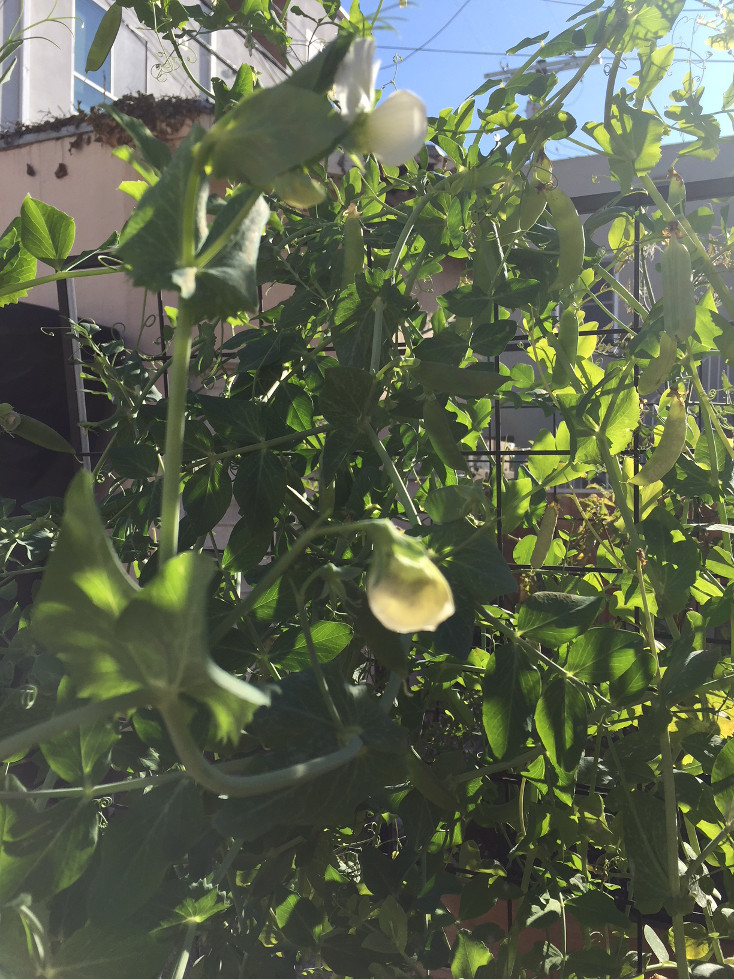 Flowers Sugar Snap Peas container gardening those someday goals