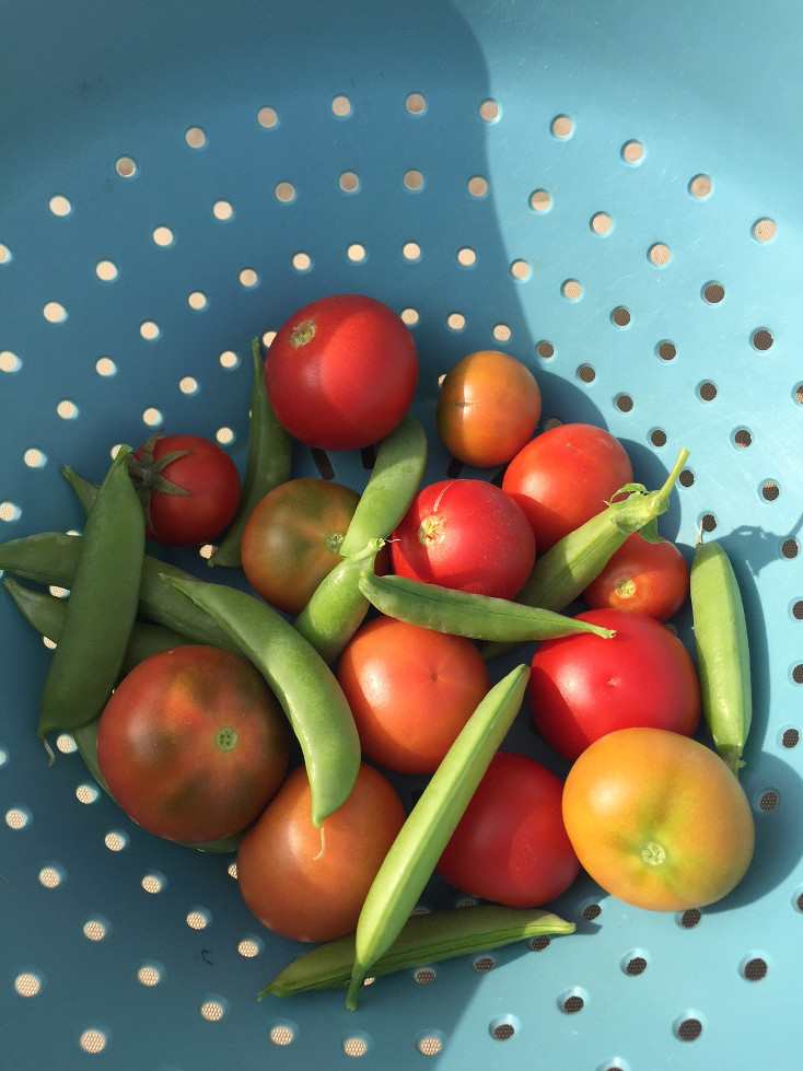 First harvest tomatoes Sugar Snap Peas container gardening those someday goals