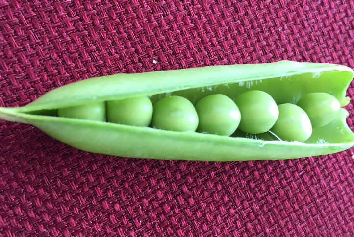 Sugar snap peas in the shell container gardening those someday goals