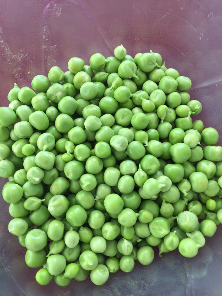 Fresh peas ready to cook sugar snap peas those someday goals container gardens