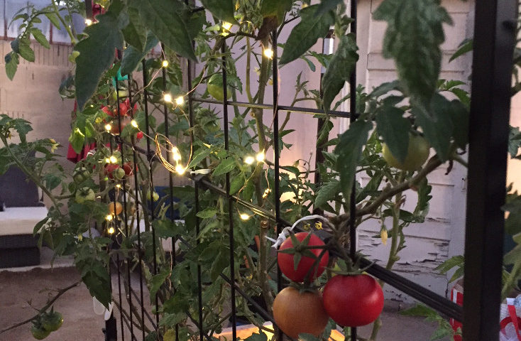 twinkle lights and vines growing tomato plants in raised garden beds Those Someday Goals