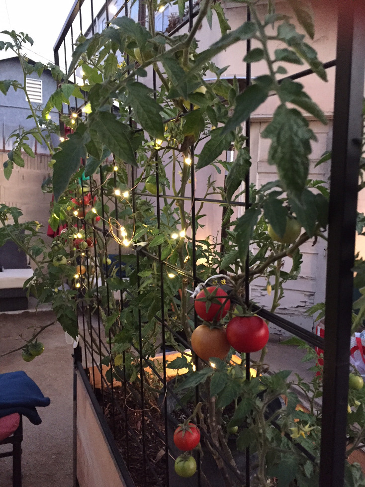 twinkle lights and vines growing tomato plants in raised garden beds Those Someday Goals