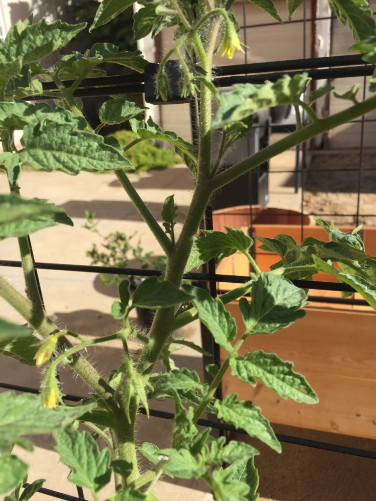 Flowers and tiny tomatoes coming in growing tomato plants in raised garden beds Those Someday Goals