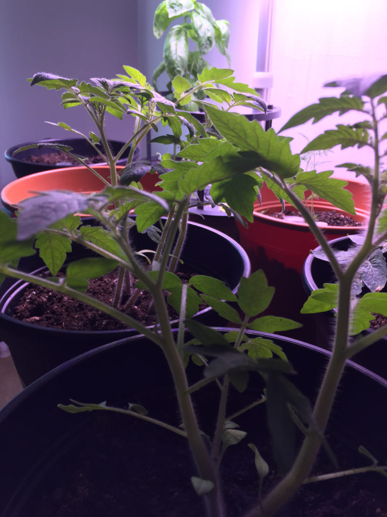 growing tomato plants in pots self-watering containers Those Someday Goals