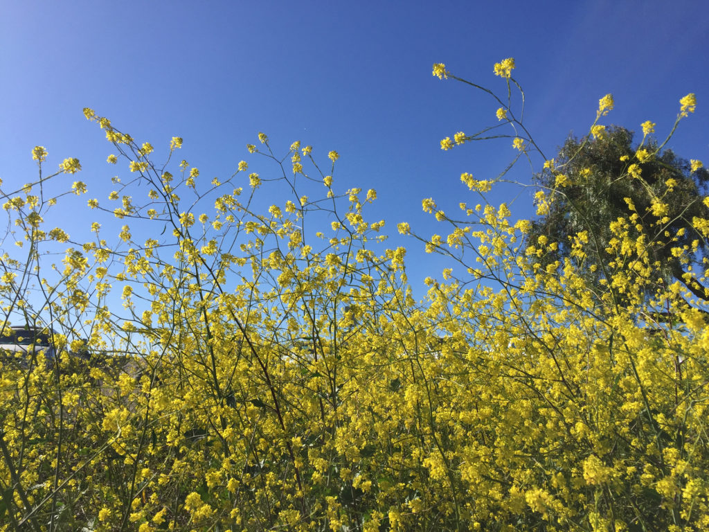 golden blooms against blue sky Pirates Cove Beach Trail Avila Beach