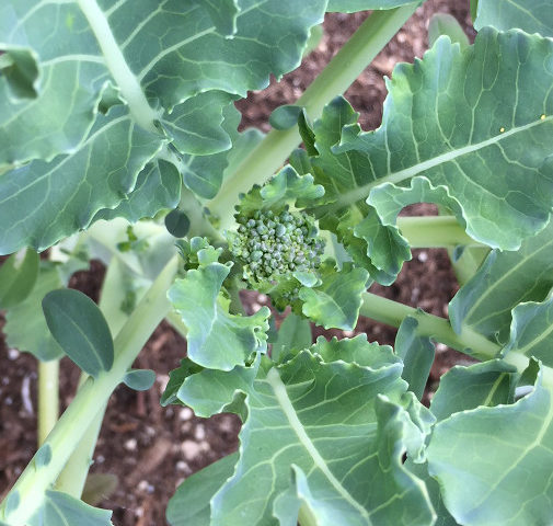 Growing Broccoli in Containers Transplant Close Up Gardening Container Gardening Wood Raised Beds Those Someday Goals