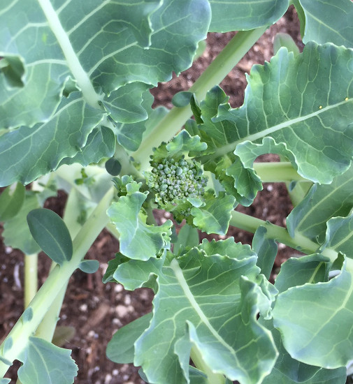 Growing Broccoli in Containers Transplant Close Up Gardening Container Gardening Wood Raised Beds Those Someday Goals