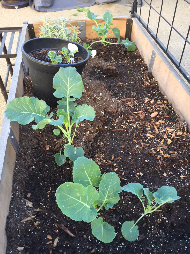 Growing Broccoli In Containers Gardening Container Gardening Wood Raised Beds Those Someday Goals