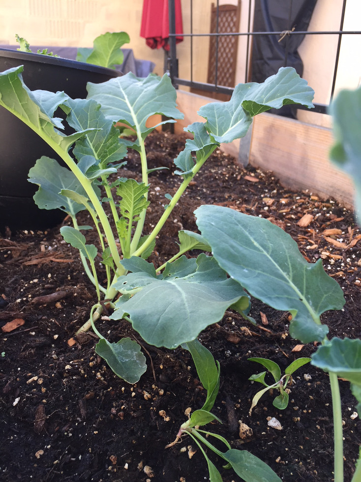 Growing Broccoli In Containers Transplant Gardening Container Gardening Wood Raised Beds Those Someday Goals