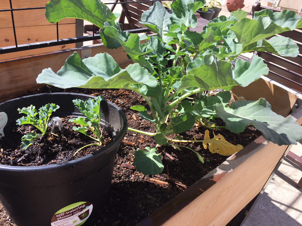 Kale plus broccoli plants Growing Broccoli In Containers Transplant Gardening Container Gardening Wood Raised Beds Those Someday Goals