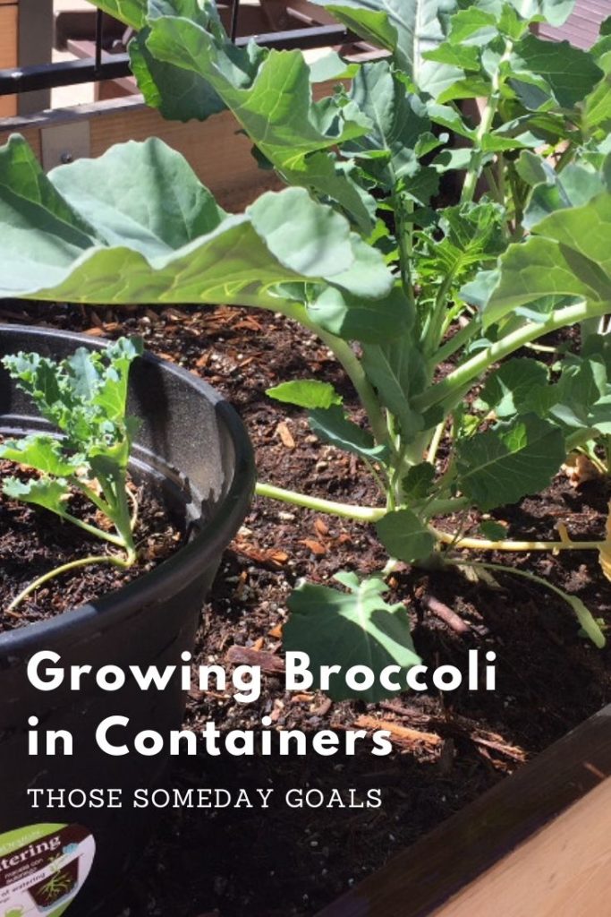 Growing Broccoli In Containers Gardening Pinterest Graphic Container Gardening Wood Raised Beds Those Someday Goals