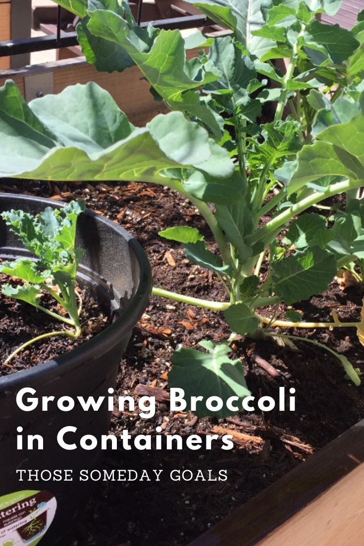 Growing Broccoli in Containers Those Someday Goals