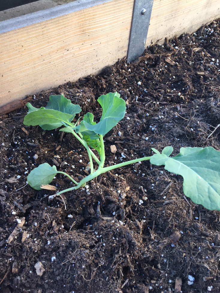 Growing Broccoli In Containers Transplant Close Up Gardening Container Gardening Wood Raised Beds Those Someday Goals