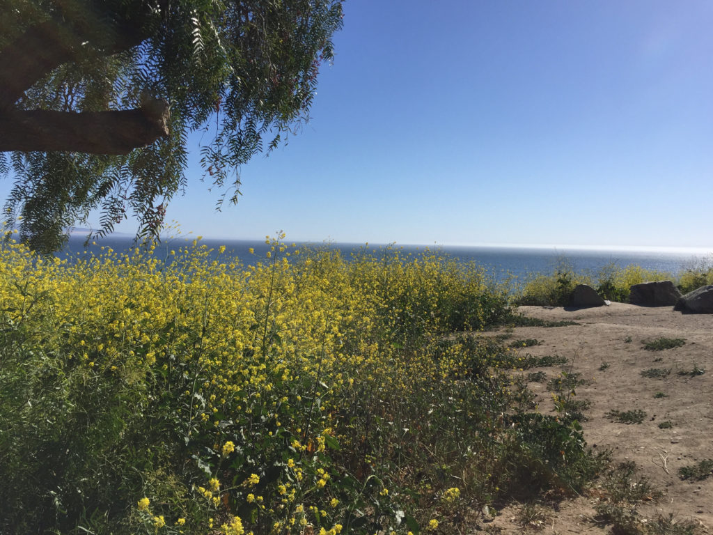 Golden wildflowers against the blue ocean and sky Pirates Cove Beach Trail Avila Beach Those Someday Goals