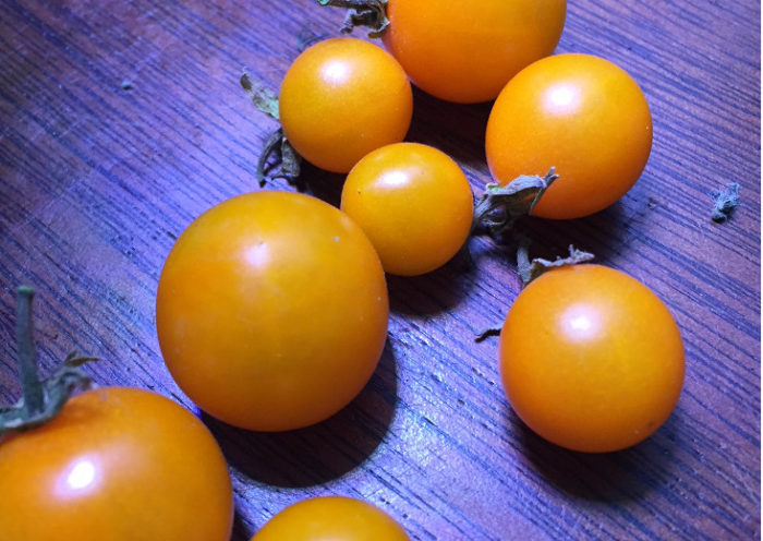 Growing Cherry Tomatoes in Containers Sungold tomatoes recipes Those Someday Goals