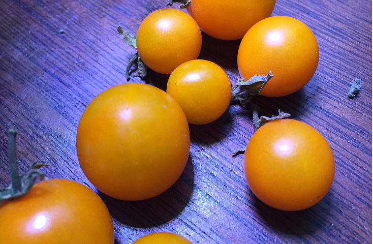 Growing Cherry Tomatoes in Containers Sungold tomatoes recipes Those Someday Goals