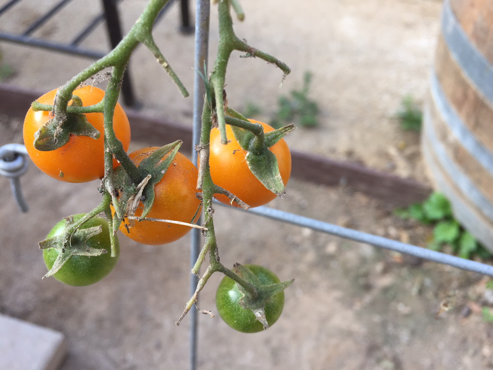growing cherry tomatoes outside in cage container garden those someday goals