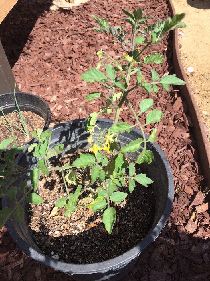 Gardening new growth Growing Cherry Tomatoes in Containers Sungold tomatoes recipes Those Someday Goals
