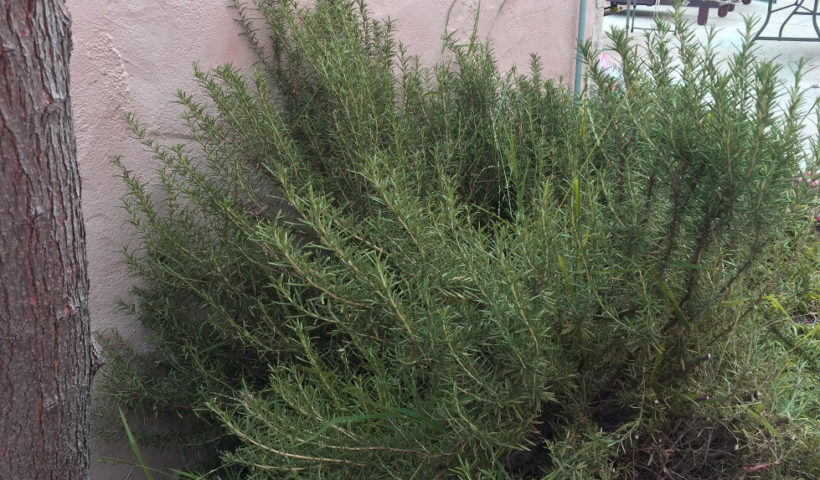 Growing Rosemary Outdoors in the sandy soil those someday goals