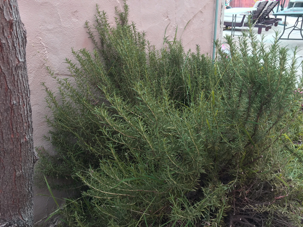 Growing Rosemary Outdoors in the sandy soil those someday goals