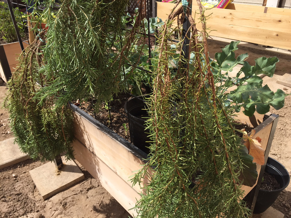 Drying Rosemary by hanging from a trellis Growing Rosemary those someday goals