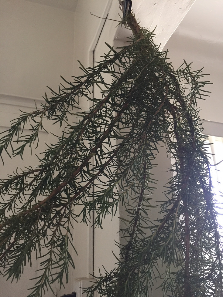 Drying a branch of rosemary inside Growing Rosemary Those Someday Goals