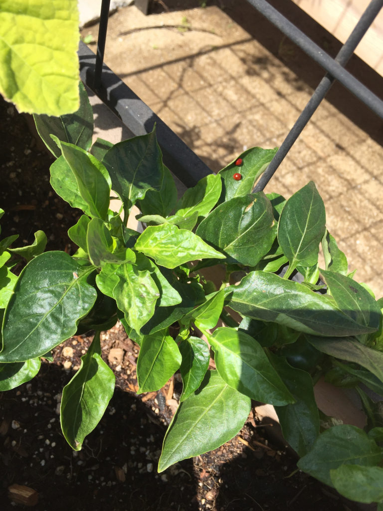 Spring Gardening Ideas Bell Peppers Lady Bugs on the Leaves Those Someday Goals