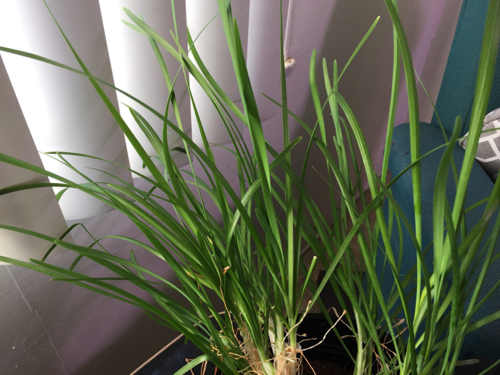 Chives in an indoor container garden Spring Gardening Ideas Those Someday Goals