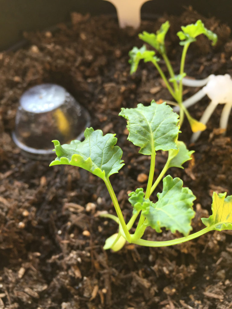 Kale in a raised garden bed Spring Gardening Ideas Those Someday Goals