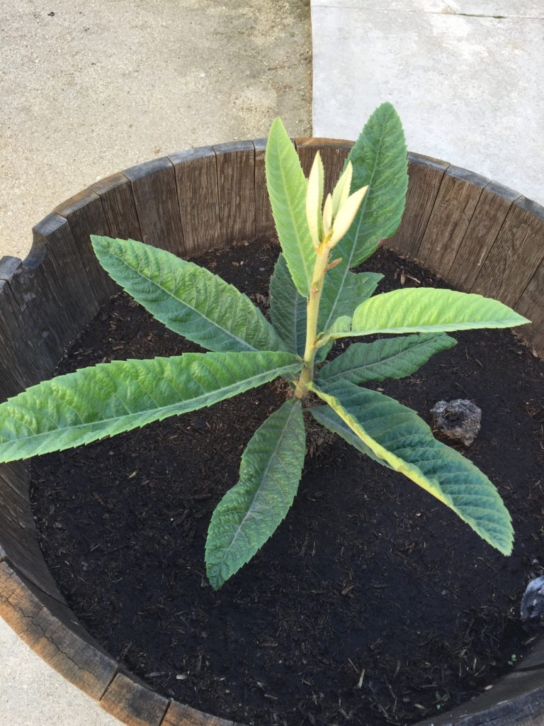 Loquat tree Spring Gardening Ideas Those Someday Goals