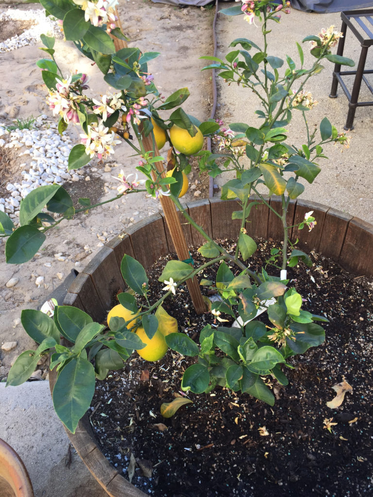 Meyer Lemon Tree Spring Gardening Ideas Those Someday Goals