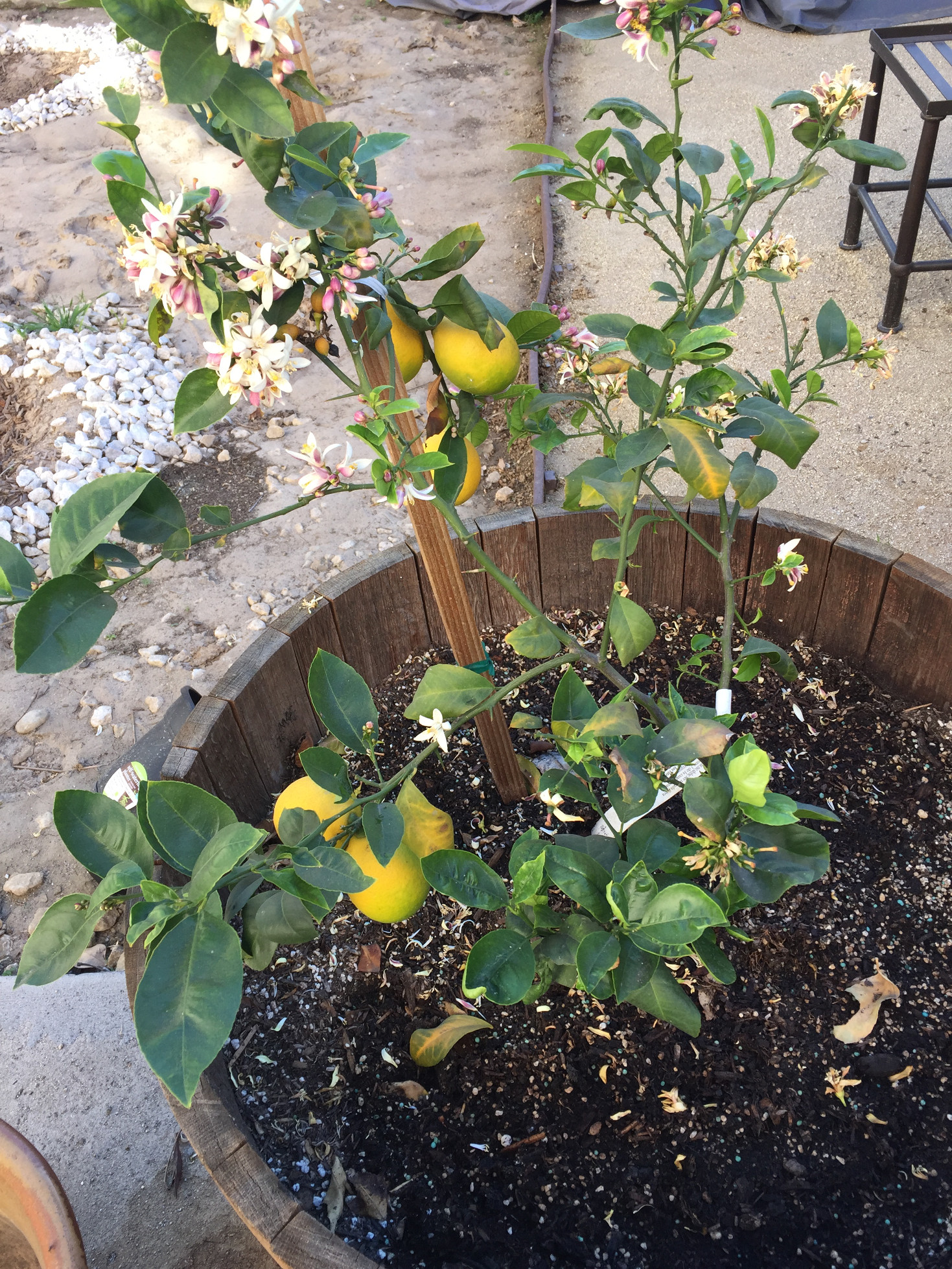 Growing Meyer Lemon Trees in Containers