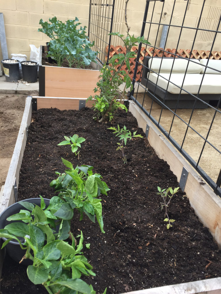 Transplanting seedlings in trellis garden bed Spring Gardening Ideas Those Someday Goals