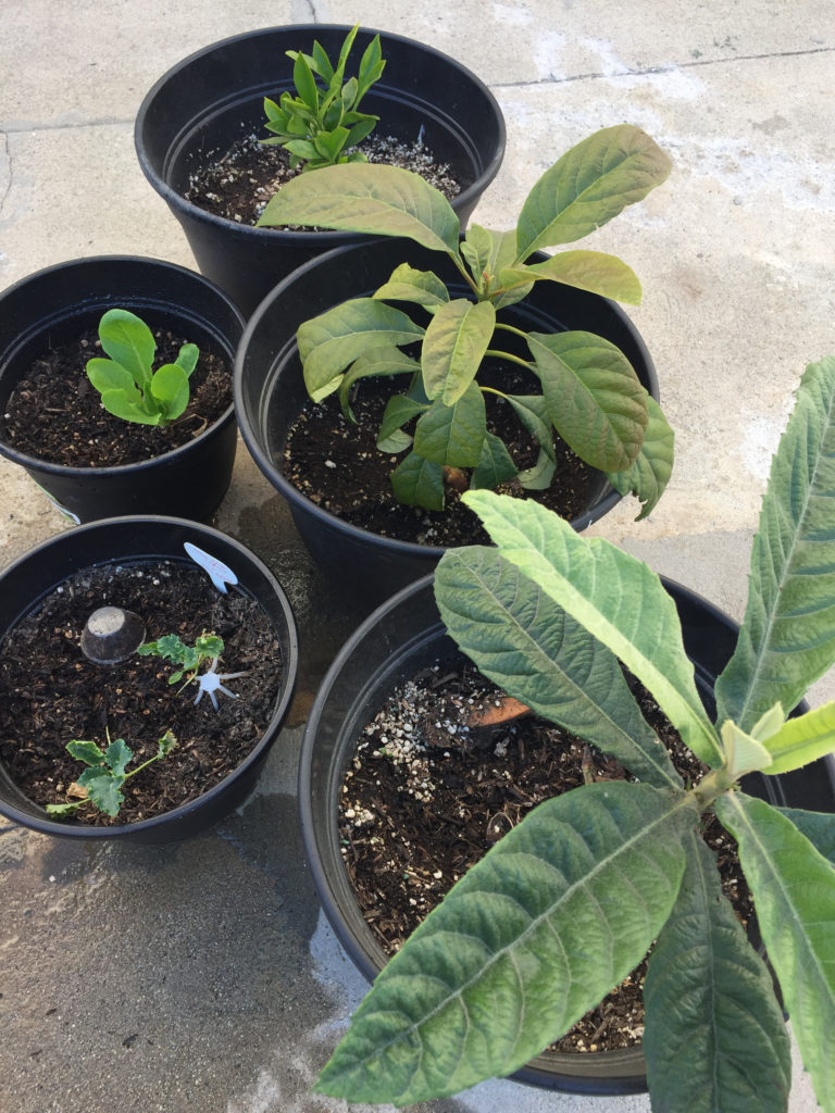 Avocado, loquat, and lemon trees Spring Gardening Ideas Those Someday Goals
