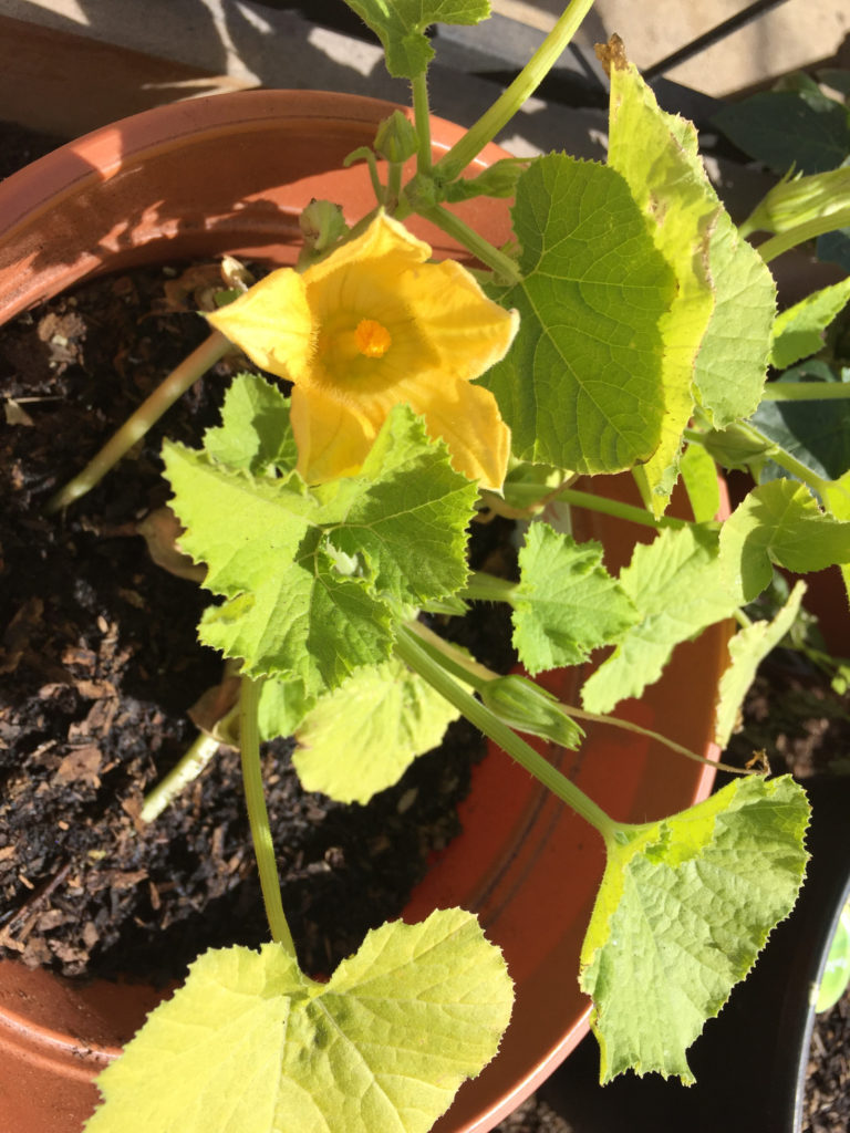 Zucchini blossom Spring Gardening Ideas Those Someday Goals