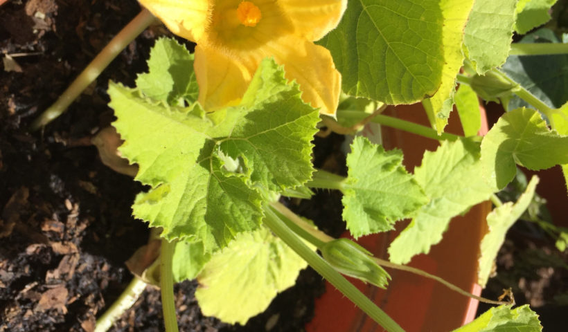 Zucchini blossom Spring Gardening Ideas Those Someday Goals