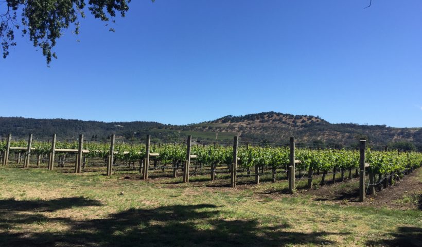 Napa Valley Rutherford California wine tasting grape vines Those Someday Goals