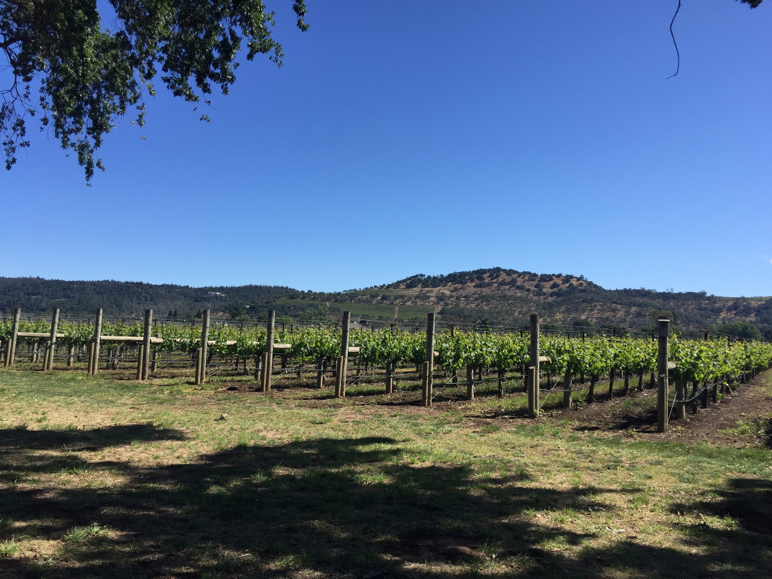 Napa Valley Rutherford California wine tasting grape vines Those Someday Goals