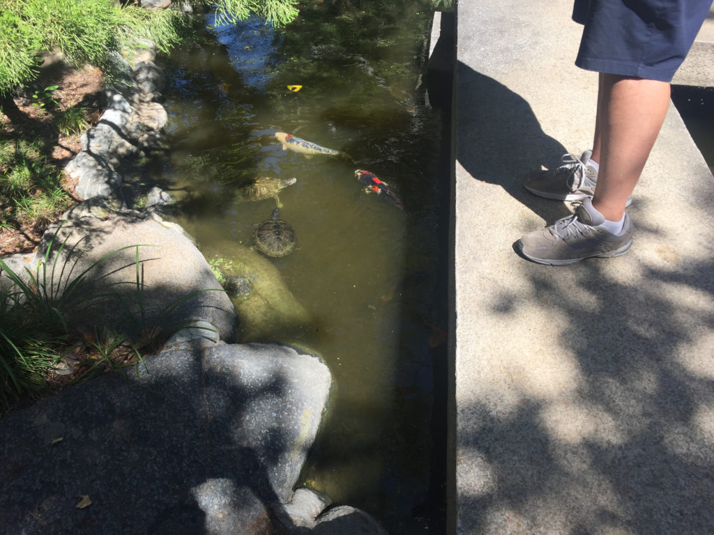 Turtles Fish Storrier-Stearns Japanese Garden Pasadena Ponds Those Someday Goals