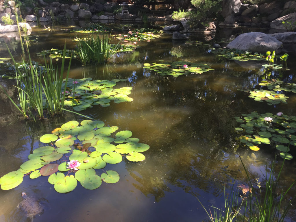 Lily pond Storrier-Stearns Japanese Garden Pasadena Those Someday Goals