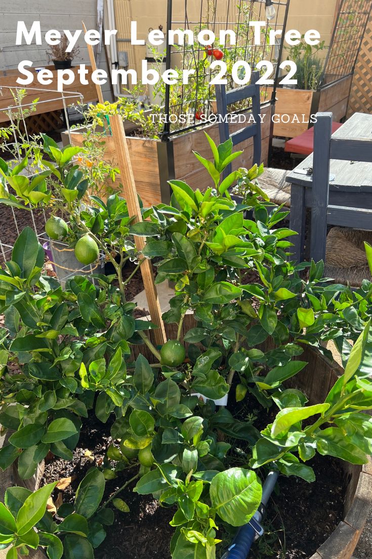 Growing Meyer Lemon Trees in Containers Those Someday Goals