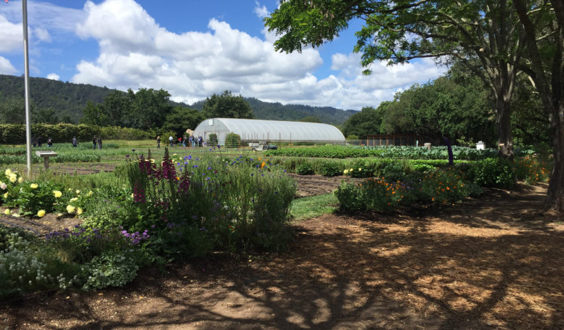 Napa Valley French Laundry Culinary Garden Those Someday Goals