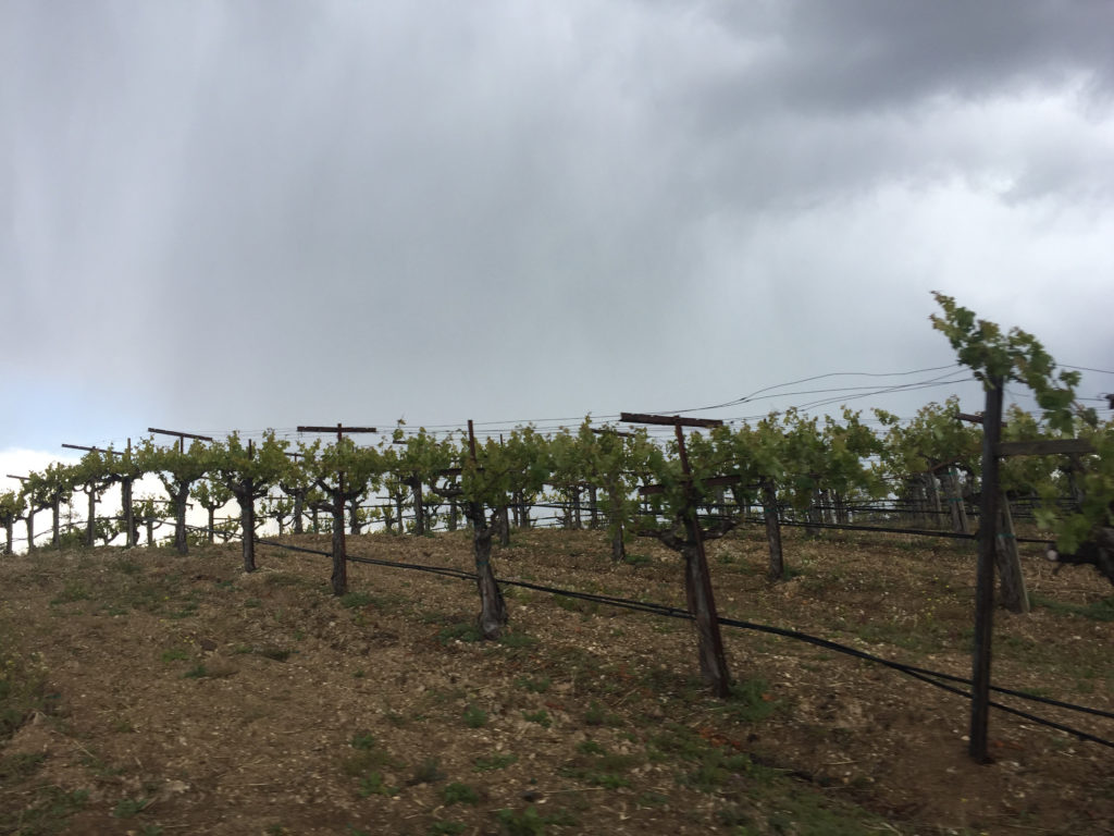 The Vines and the storm Napa Valley Schweiger Vineyard and Winery Those Someday Goals