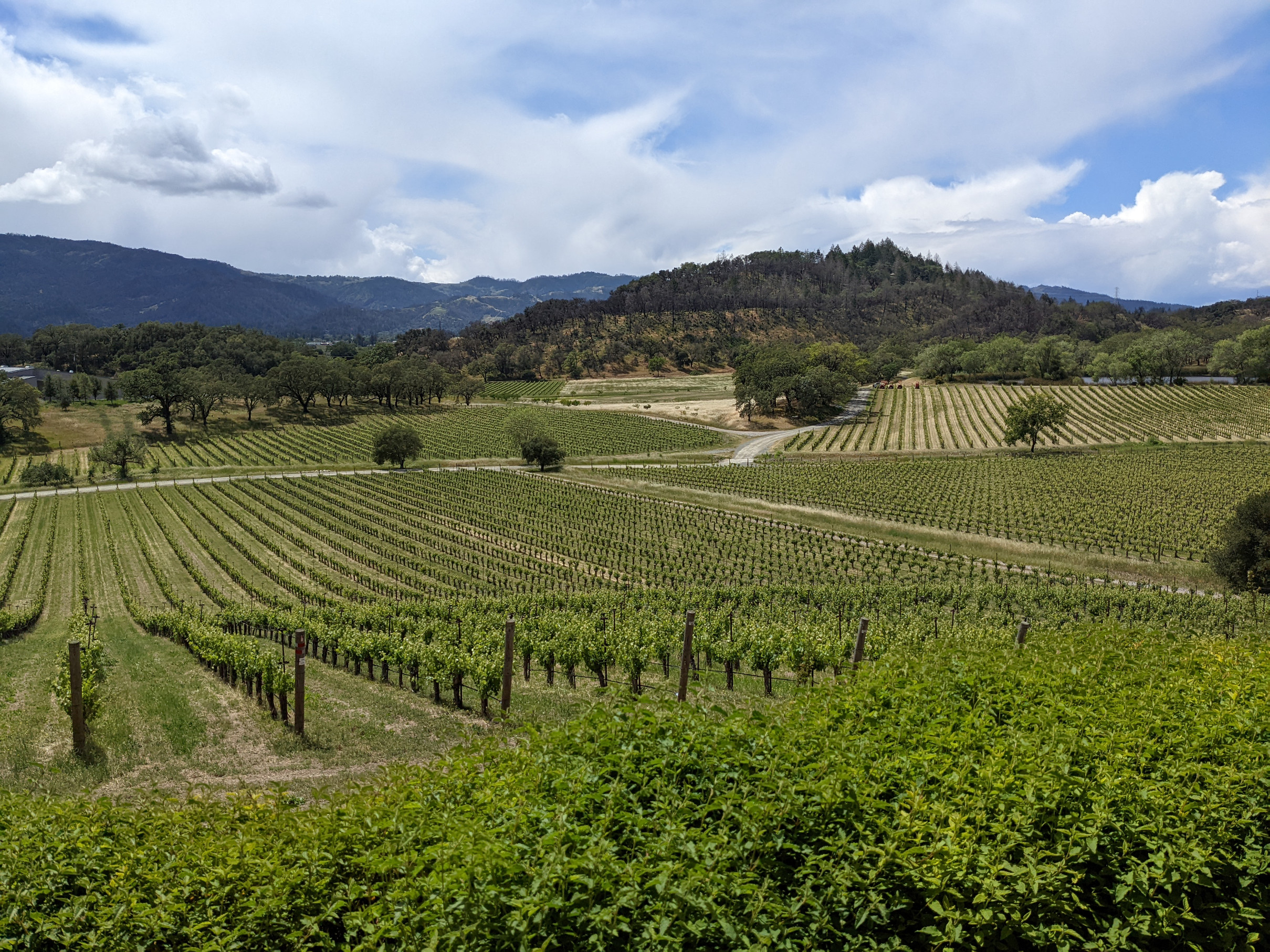 Napa Valley Wine Tasting Joseph Phelps the View Those Someday Goals